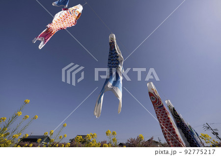 菜の花と河津桜咲く免々田川を泳ぐ鯉のぼり(渥美半島) 菜の花と河津桜咲く免々田川を泳ぐ鯉のぼり(渥美半島) 92775217
