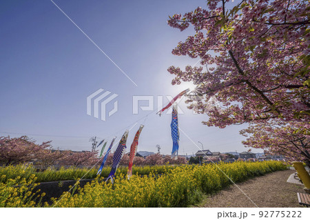 菜の花と河津桜咲く免々田川を泳ぐ鯉のぼり（渥美半島） 92775222