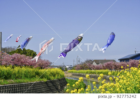 菜の花と河津桜咲く免々田川を泳ぐ鯉のぼり（渥美半島） 92775242