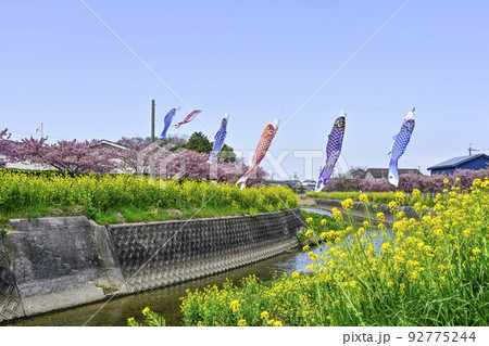 菜の花と河津桜咲く免々田川を泳ぐ鯉のぼり（渥美半島） 92775244