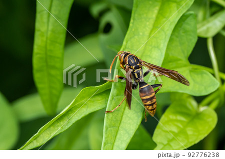 ヤマトアシナガバチ 92776238