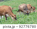 ジャージー牛　(蒜山高原） 92776780