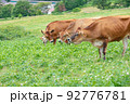 ジャージー牛　(蒜山高原） 92776781