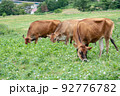 ジャージー牛　(蒜山高原） 92776782