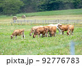ジャージー牛　(蒜山高原） 92776783