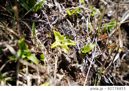 群馬県 赤城山 地蔵岳山頂付近にあるムシトリスミレ 2022年5月29日 群馬県 赤城山 地蔵岳山頂付近にあるムシトリスミレ 2022年5月29日 92776855