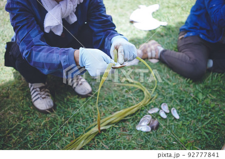伝統的な手法で作られる宮古上布の原材料 沖縄県の離島宮古島に自生する植物苧麻から繊維をとる 92777841