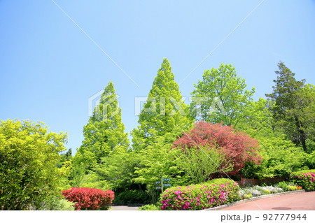 新緑のメタセコイア 92777944