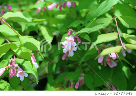 ハコネウツギの花 ハコネウツギの花 92777945