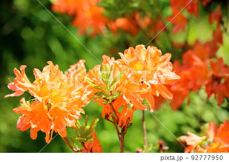 レンゲツツジの花 レンゲツツジの花 92777950