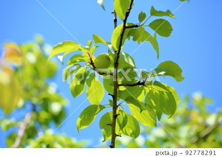 アンズの実 92778291