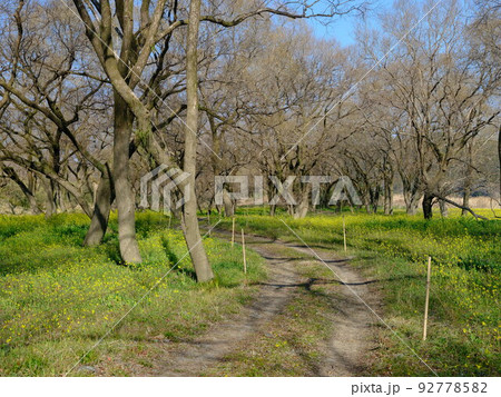 高知県四万十川河川敷の菜の花畑と遊歩道 92778582