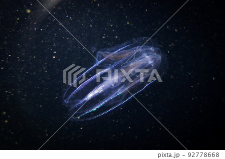 夜の海に浮かぶツノクラゲ 92778668