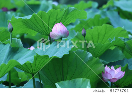 横浜三渓園の蓮 92778702