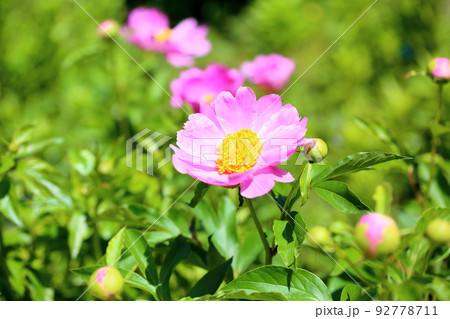 シャクヤクの花 シャクヤクの花 92778711