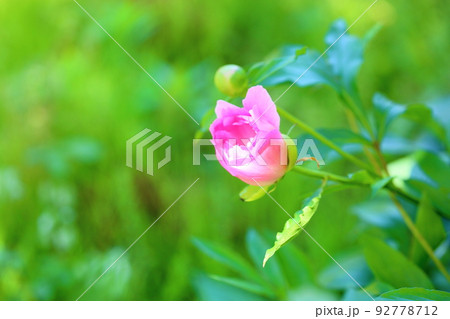 シャクヤクの花 シャクヤクの花 92778712