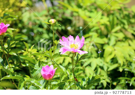 シャクヤクの花 シャクヤクの花 92778713
