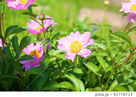 シャクヤクの花 シャクヤクの花 92778714