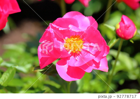 シャクヤクの花 92778717