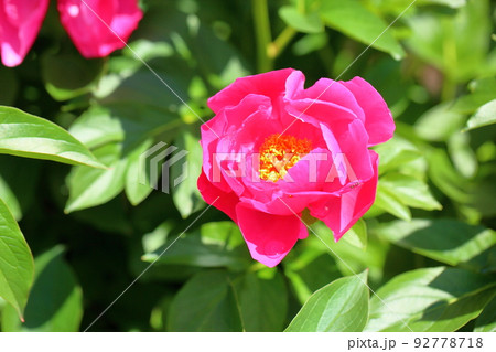 シャクヤクの花 92778718