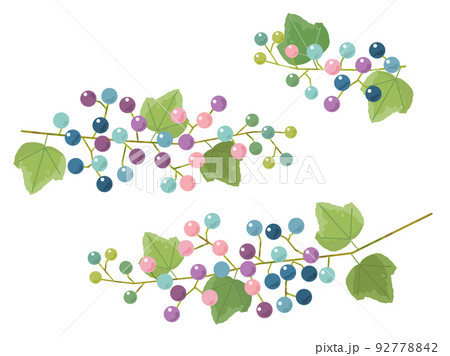 装飾に使えるカラフルな野ぶどうのイラスト 92778842