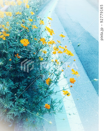 キバナコスモス【初夏】【梅雨】【夏】【秋】 92779165