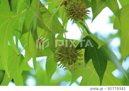 夏のモミジバフウの実 92779382