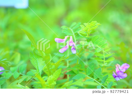 ハマエンドウの花 92779421