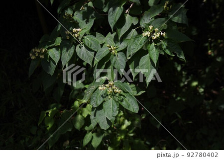 クサギの花 92780402