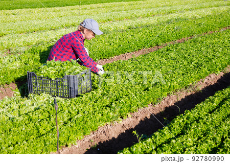 Young female worker harvesting green lettuce leaves at vegetable plantation Young female worker harvesting green lettuce leaves at vegetable plantation 92780990
