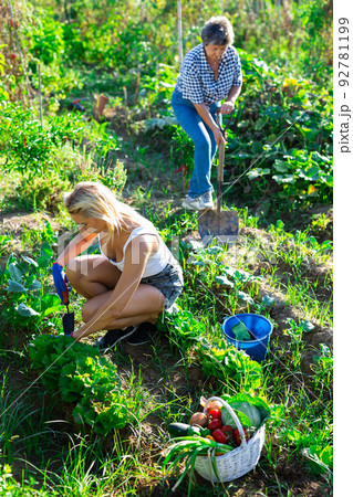 Woman gardener digging soil in vegetable garden 92781199