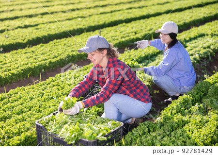 Women horticulturists gathering green lettuce on plantation 92781429