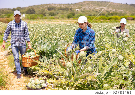 Gardeners harvesting fresh artichokes on plantation Gardeners harvesting fresh artichokes on plantation 92781461