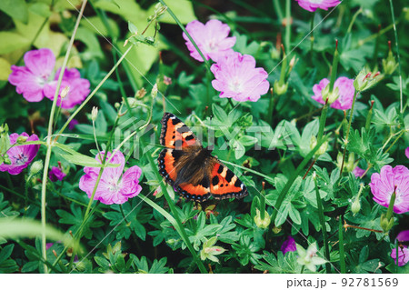Tortoiseshell butterfly on flowering garden plant in summer (Aglais urticae, Nymphalis urticae) 92781569