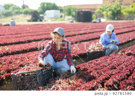 Young workwoman harvesting red lettuce leaves on farm field 92781580