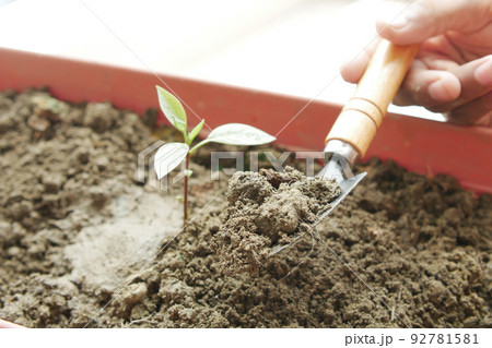 gardening tools and plant on a table with copy space gardening tools and plant on a table with copy space 92781581