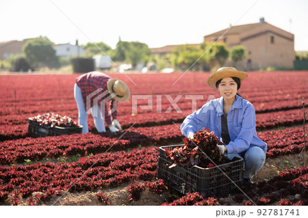 Young woman horticulturist picking ripe red leaf lettuce Young woman horticulturist picking ripe red leaf lettuce 92781741