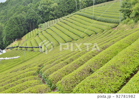 【京都府和束町】茶畑 【京都府和束町】茶畑 92781982