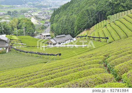 【京都府和束町】茶畑 92781984