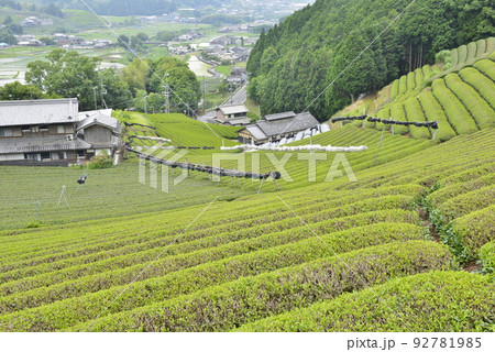 【京都府和束町】茶畑 92781985