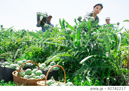 Woman farmer picking fresh organic artichokes in basket on farm 92782217