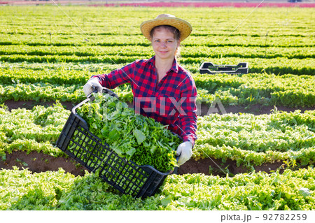 Cheerful woman gardener harvesting lettuce on field Cheerful woman gardener harvesting lettuce on field 92782259