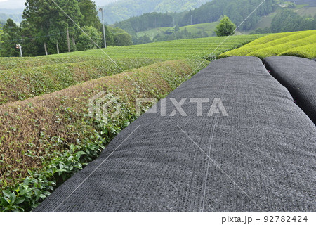 【京都府和束町】原山の茶畑 92782424