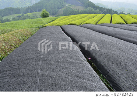 【京都府和束町】原山の茶畑 92782425