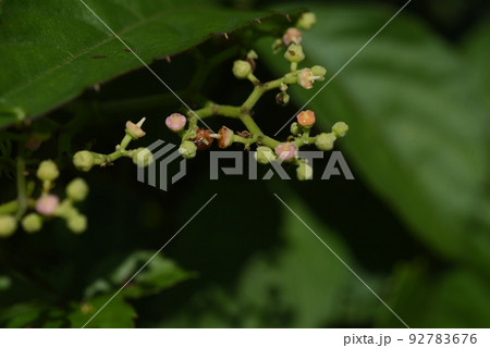 ヤブガラシの花 92783676