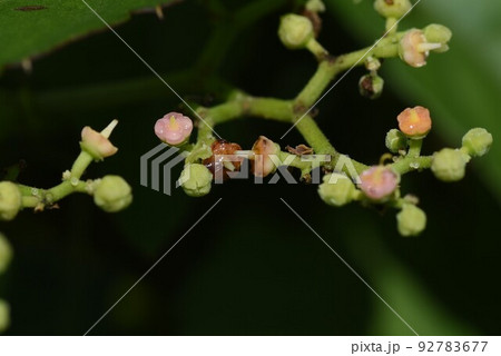 ヤブガラシの花 ヤブガラシの花 92783677