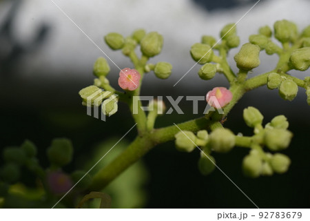 ヤブガラシの花 92783679