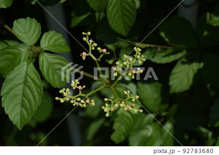 ヤブガラシの花 92783680