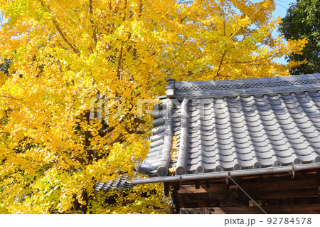 愛知県稲沢市祖父江町　祐専寺のイチョウ 92784578