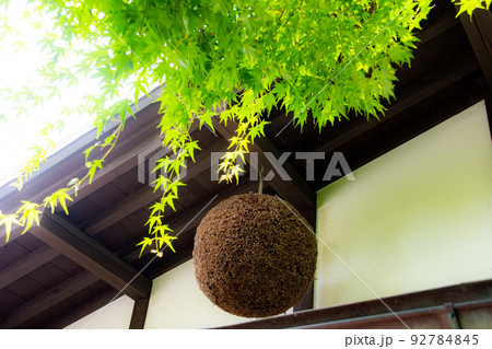 杉玉と青紅葉 92784845